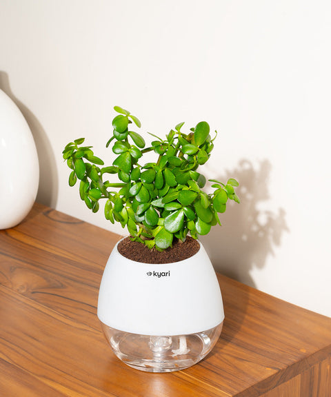 Lucky Jade Plant With Nova Self Watering Pot