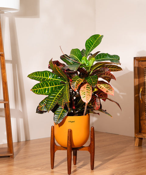 Croton Petra with Extra Large Metal Self Watering Pot