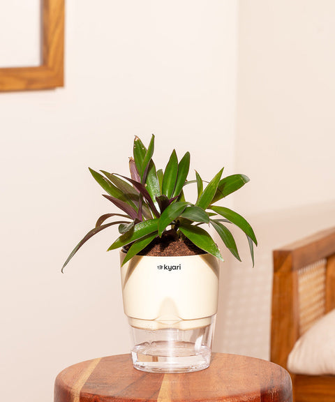 Oyster Plant With Self Watering Pot