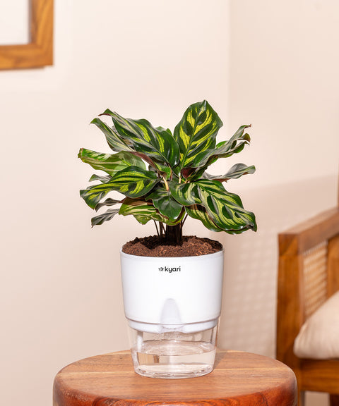 KYARI Peacock Plant with Self watering pot