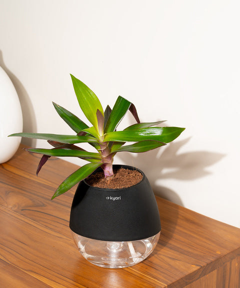 Oyster Plant With Nova Self Watering Pot