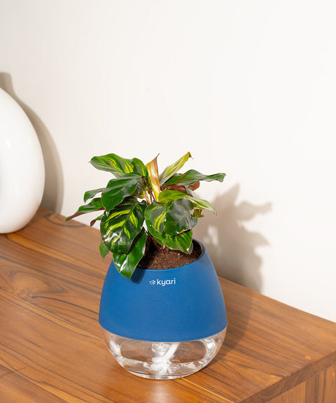 Peacock Plant With Nova Self Watering Pot