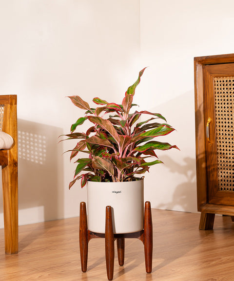 Aglaonema Lipstick Plant with Zen Planter