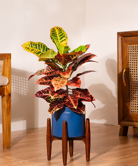 Croton Petra with Large Metal Self Watering Pot Bonanza