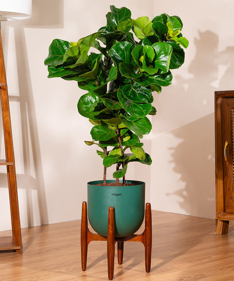 Ficus Lyrata with Extra Large Metal Self Watering Pot