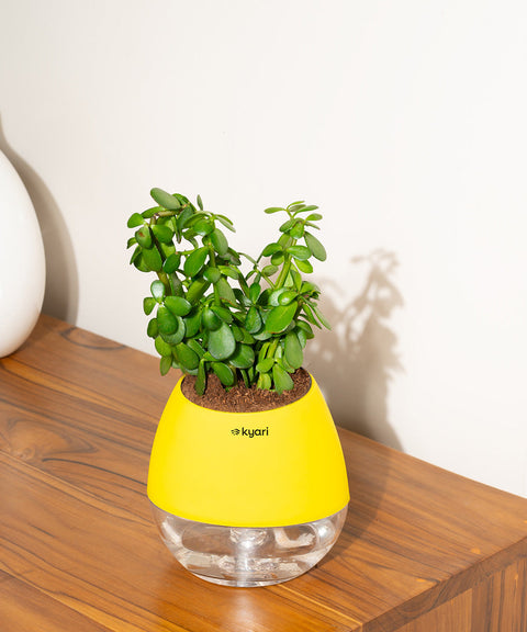Lucky Jade Plant With Nova Self Watering Pot