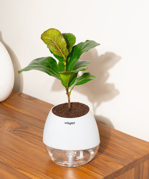 Fiddle Fig Plant With Nova Self Watering Pot