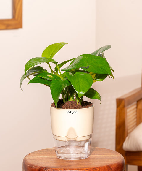 Money Variegated Plant With Self Watering Pot