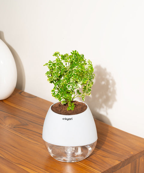 Aralia Variegated Plant With Nova Self Watering Pot
