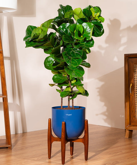 Ficus Lyrata with Extra Large Metal Self Watering Pot
