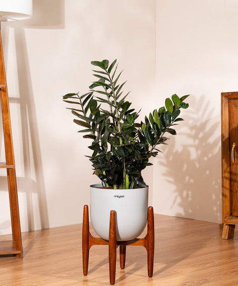 ZZ Black with Extra Large Metal Self Watering Pot Bonanza