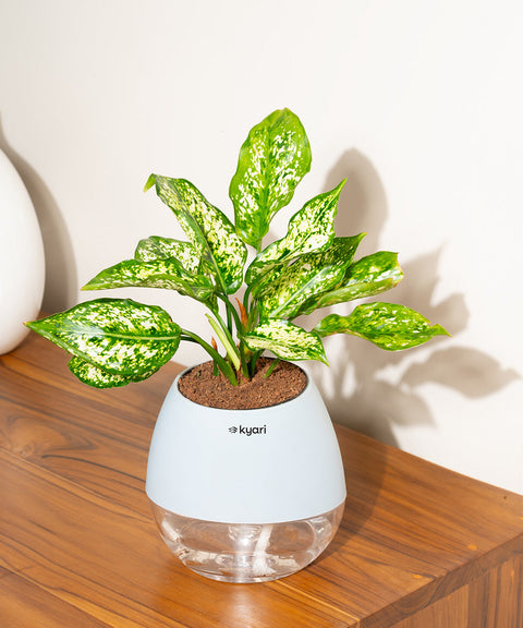 Aglaonema Snow White Plant With Nova Self Watering Pot