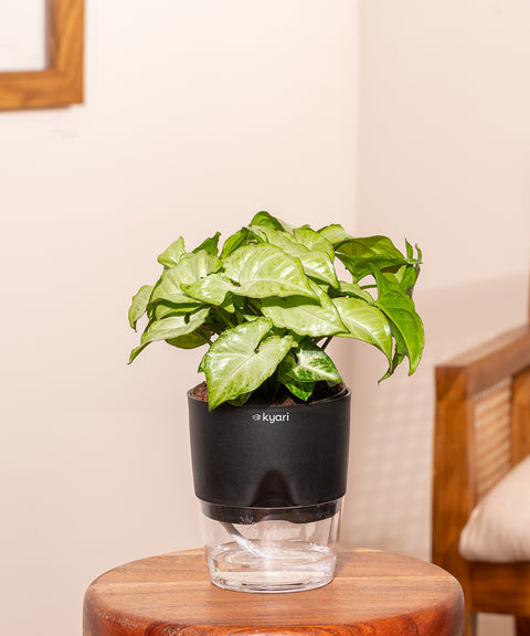 Syngonium Pixie White With Self Watering Pot