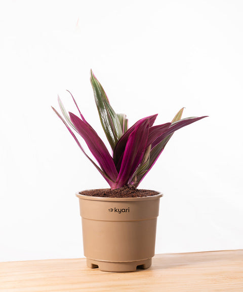 Oyster Plant With Grow Pot - BYOB