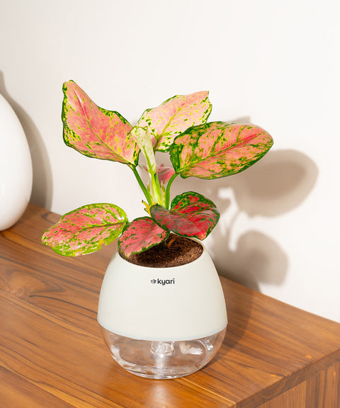 Aglaonema Pink Valentine Plant With Nova Self Watering Pot