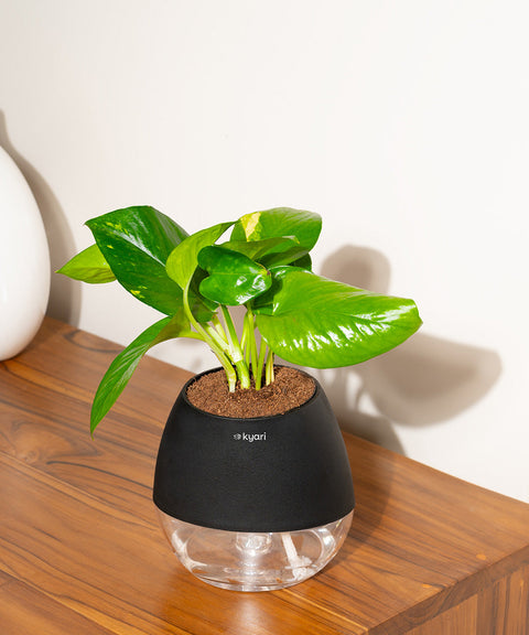 Money Variegated Plant With Nova Self Watering Pot