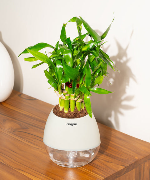 Lucky Bamboo Plant With Nova Self Watering Pot