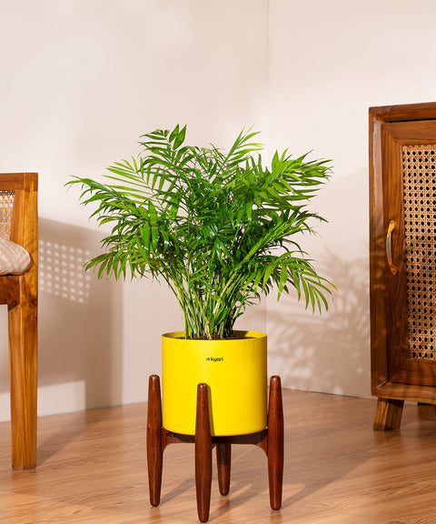 Chamaedorea Palm with Large Metal Self Watering Pot