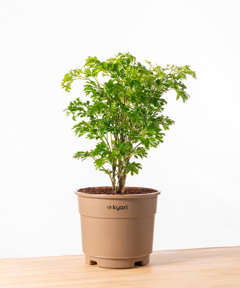 Aralia Green Plant With Grow Pot - BYOB