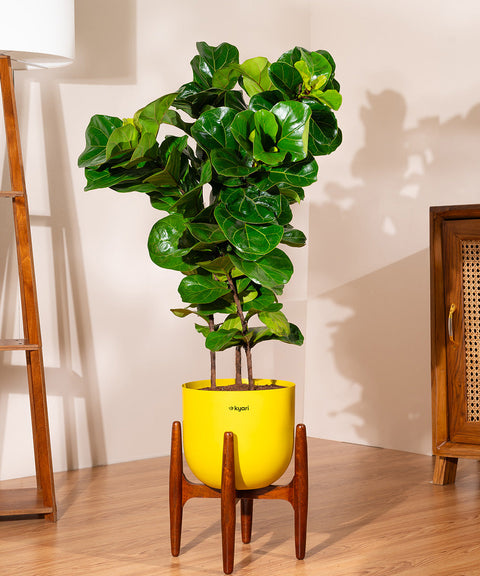 Ficus Lyrata with Extra Large Metal Self Watering Pot Bonanza