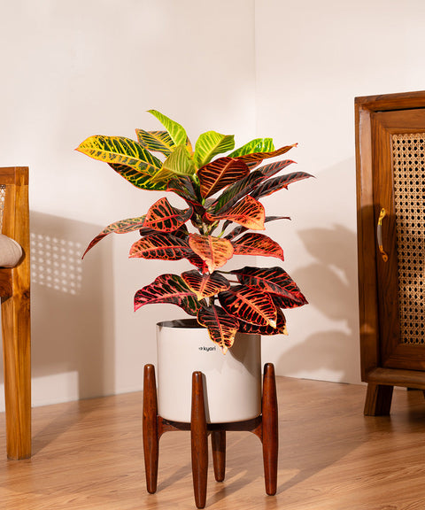 Croton Petra with Large Self Watering Pot