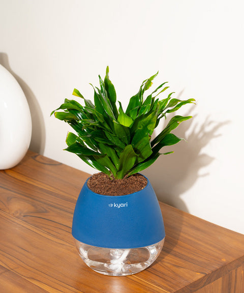Dracaena Compacta Plant With Nova Self Watering Pot