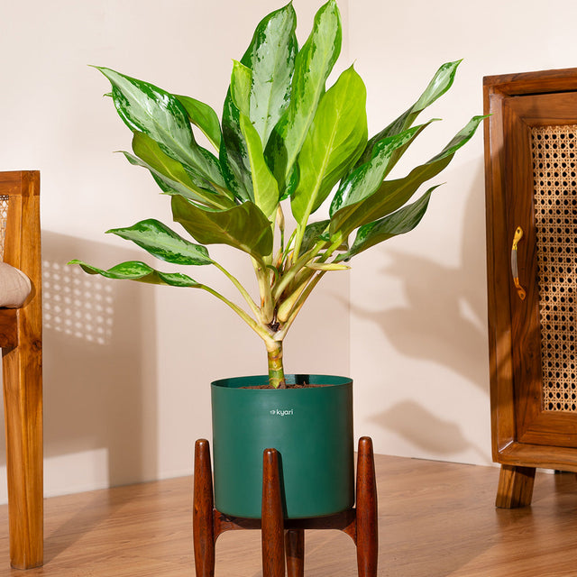 Products – shop.kyari