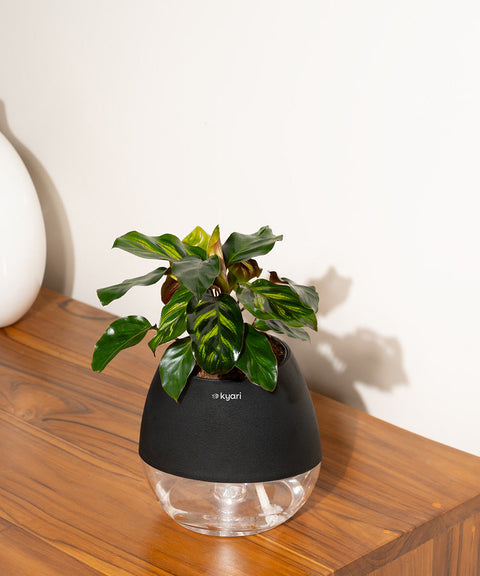 Peacock Plant With Nova Self Watering Pot