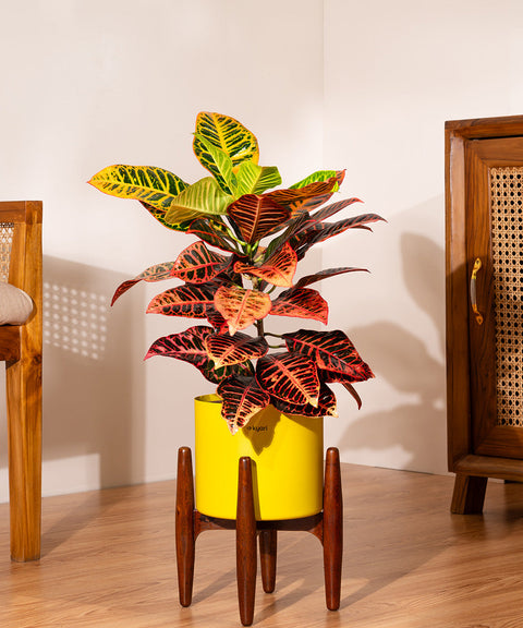 Croton Petra with Large Self Watering Pot