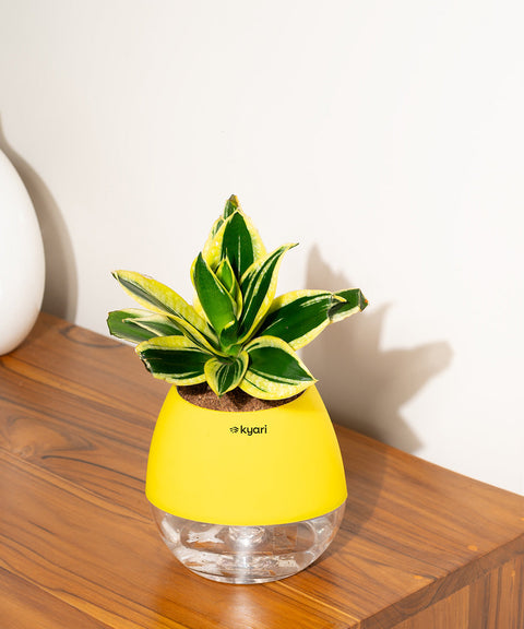 Golden Hahnii Snake Plant With Nova Self Watering Pot