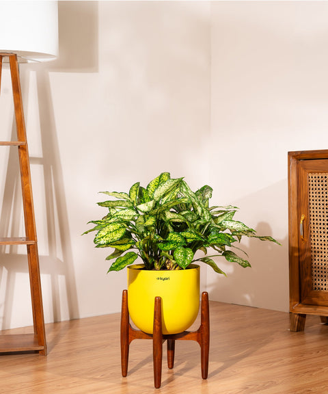 Aglaonema Snow White with Extra Large Metal Self Watering Pot