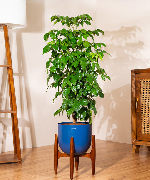 China Doll with Extra Large Metal Self Watering Pot Bonanza