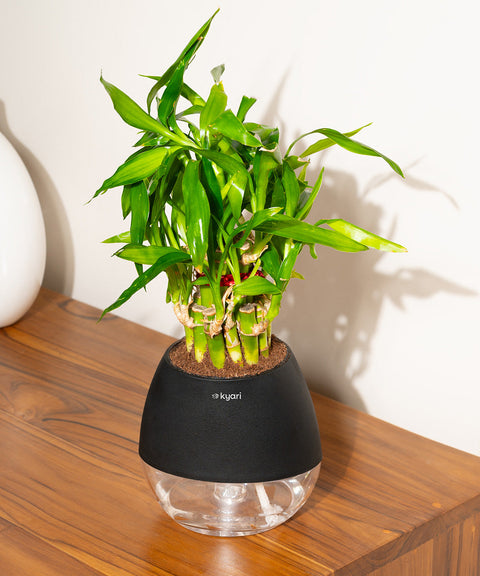 Lucky Bamboo Plant With Nova Self Watering Pot