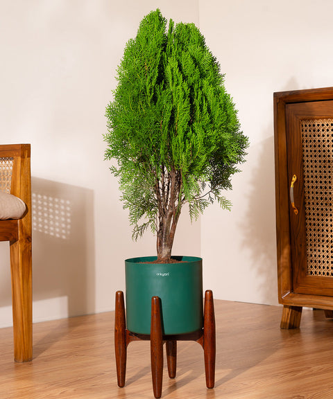 Thuja Plant with Large Metal Self Watering Pot