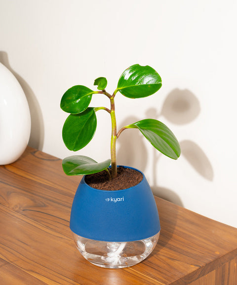 Peperomia Green Plant With Nova Self Watering Pot