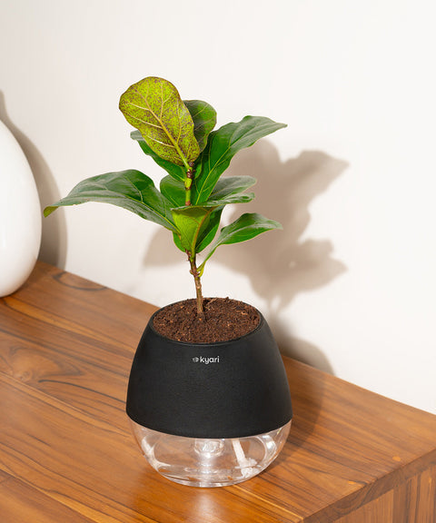 Fiddle Fig Plant With Nova Self Watering Pot