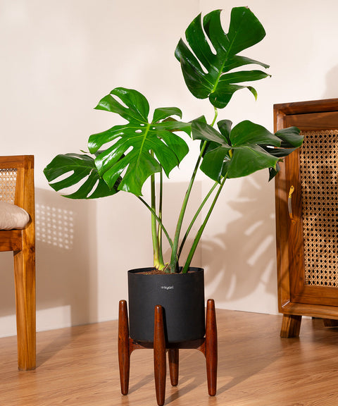 Monstera Deliciosa with Large Metal Self Watering Pot