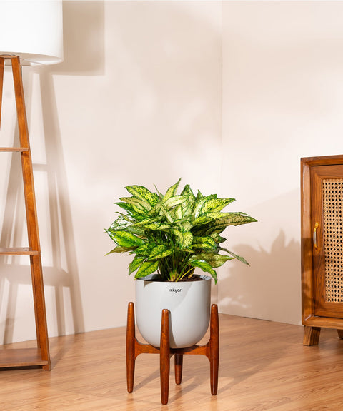 Aglaonema Snow White with Extra Large Metal Self Watering Pot