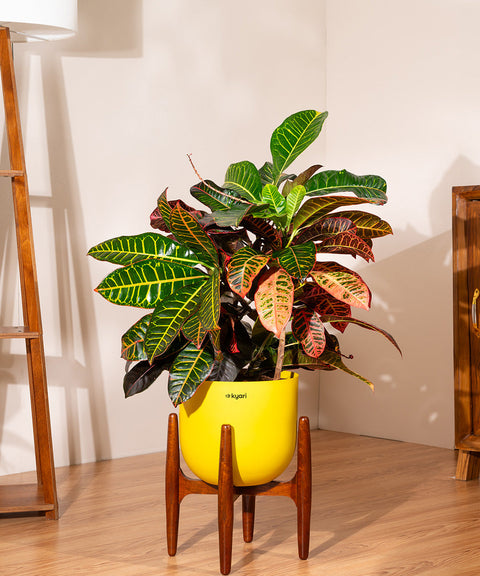 Croton Petra with Extra Large Metal Self Watering Pot Bonanza