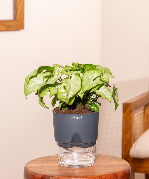 Syngonium Pixie White With Self Watering Pot
