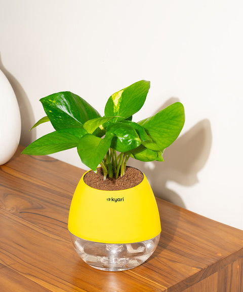 Money Variegated Plant With Nova Self Watering Pot