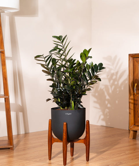 ZZ Black with Extra Large Metal Self Watering Pot
