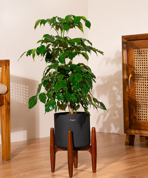 China Doll with Large Metal Self Watering Pot Bonanza