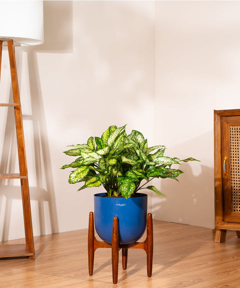 Aglaonema Snow White with Extra Large Metal Self Watering Pot