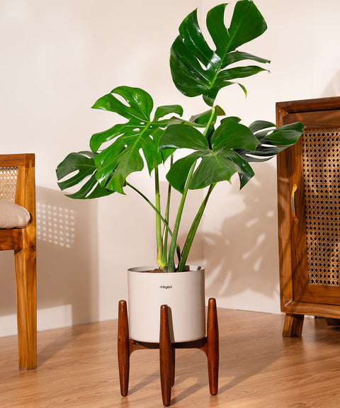 Monstera Deliciosa with Large Metal Self Watering Pot