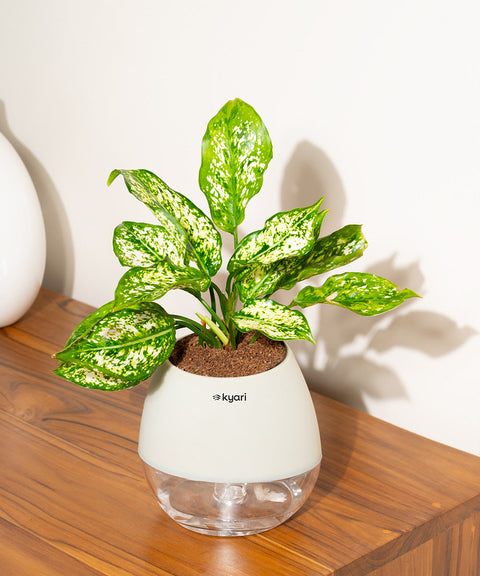 Aglaonema Snow White Plant With Nova Self Watering Pot