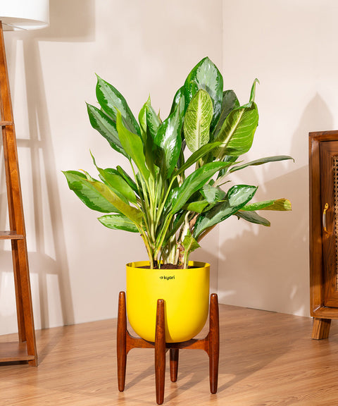 Aglaonema Ice with Extra Large Self Watering Pot