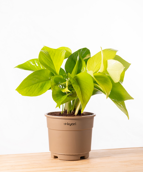 Golden Money Plant With Grow Pot - BYOB