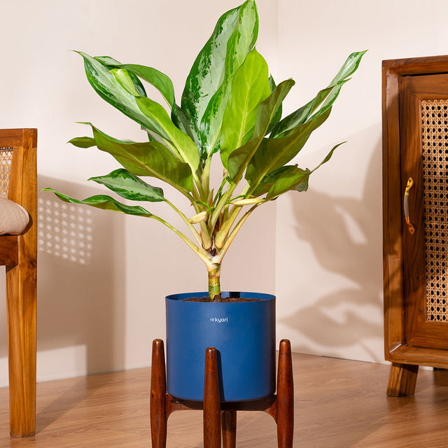 Products – shop.kyari