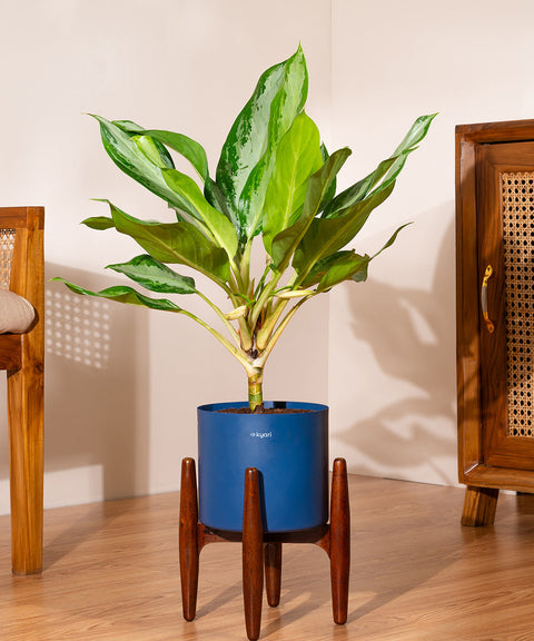 Aglaonema Ice Plant with Large Metal Self Watering Pot Bonanza